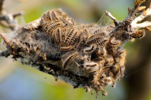 Disinfestazione processionaria del pino