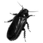 Blatta Nera