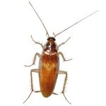 Blattella Germanica